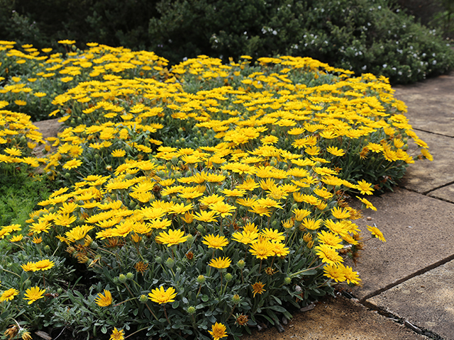 Landscape Flowers